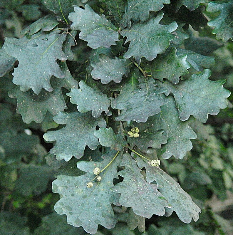 Image of Quercus robur specimen.