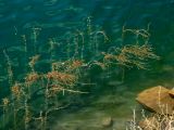 Potamogeton perfoliatus
