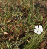 Dianthus ramosissimus. Часть побега с цветком и бутонами. Восточный Казахстан, Кокпектинский р-н, 25 км в горы от с. Пантелеймоновка, 1000 м н.у.м., вершина сопки. 19.07.2015.