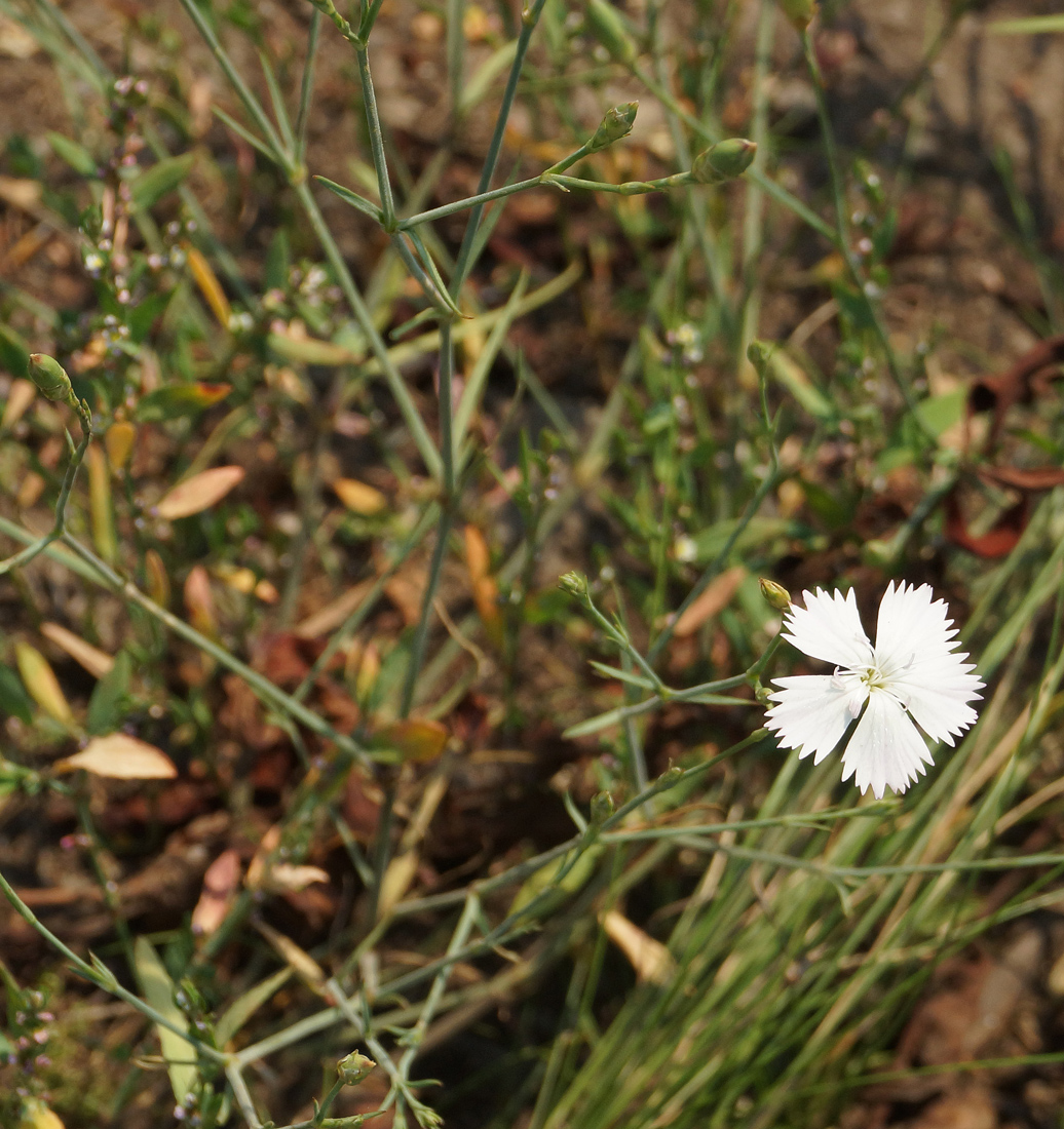 Изображение особи Dianthus ramosissimus.