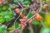 Chaenomeles japonica
