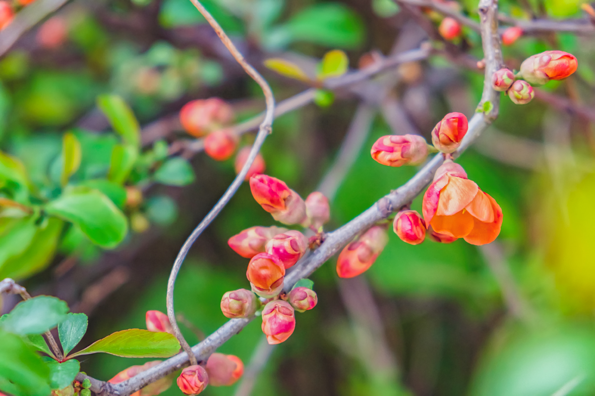 Изображение особи Chaenomeles japonica.