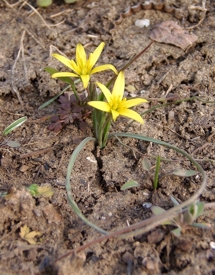 Image of genus Gagea specimen.