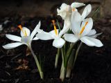 Crocus reticulatus