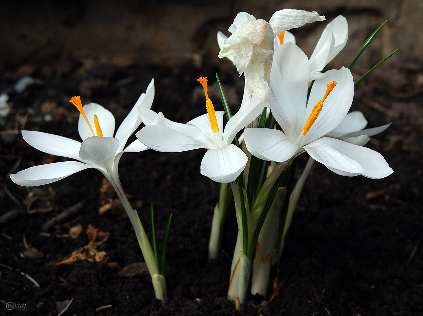 Image of Crocus reticulatus specimen.