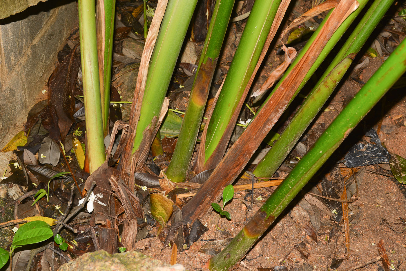 Image of Heliconia stricta specimen.