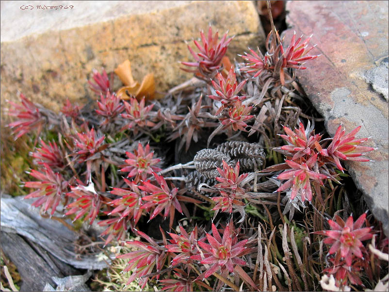 Image of Saxifraga omolojensis specimen.