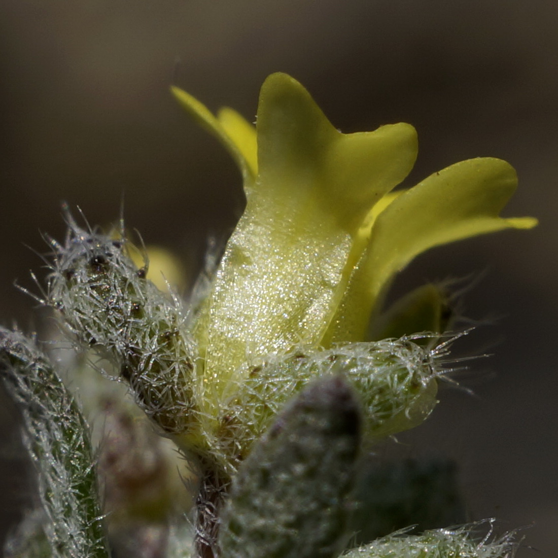 Image of Alyssum smyrnaeum specimen.