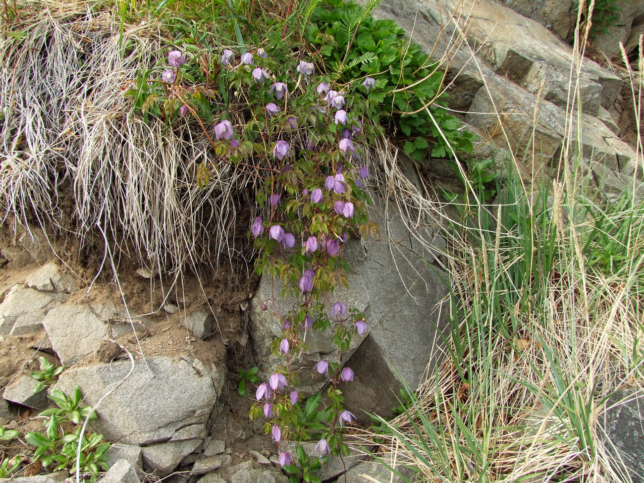 Изображение особи Atragene ochotensis.