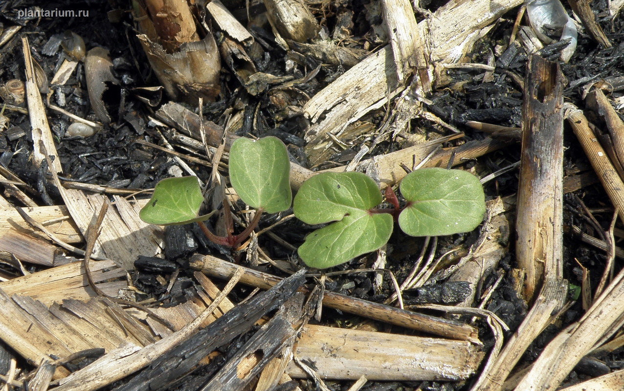 Image of Calystegia sepium specimen.