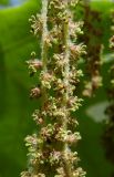 Quercus pubescens