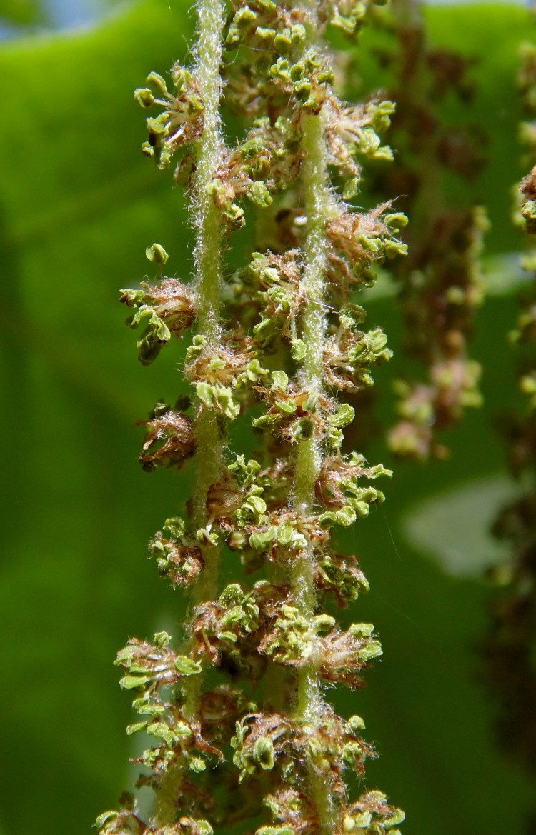 Изображение особи Quercus pubescens.