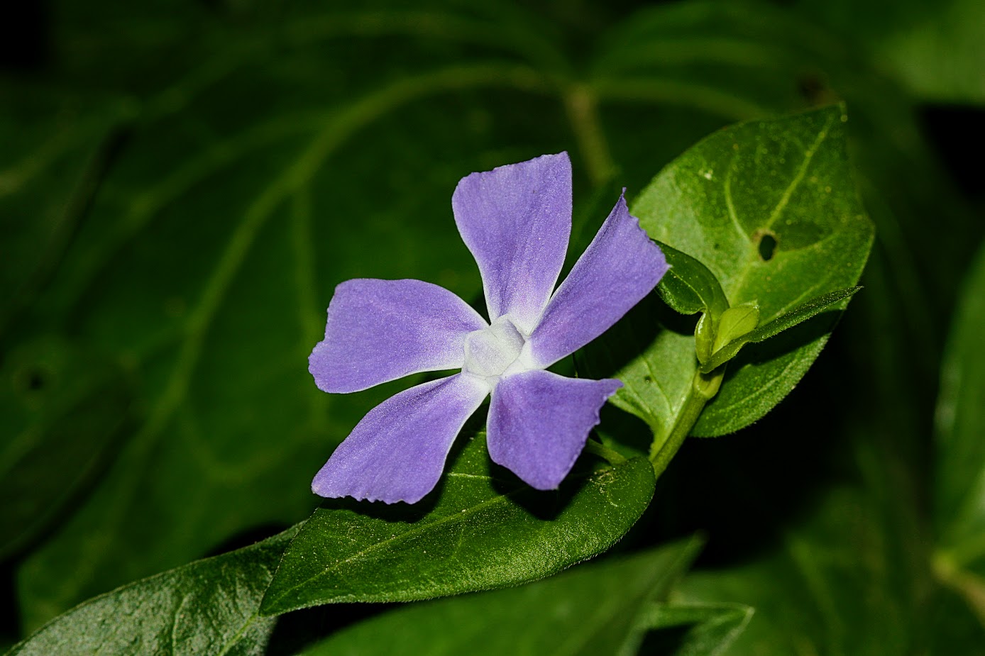 Image of Vinca major specimen.