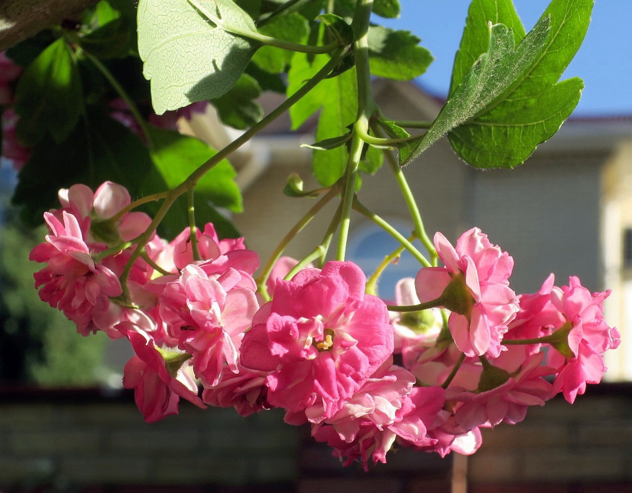 Изображение особи Crataegus &times; media.