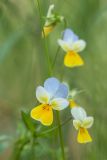 Viola tricolor. Цветки. Ростовская обл., Усть-Донецкий р-н, Нижне-Кундрюченский заказник, окр. станицы Нижнекундрюченская, на песчаной почве в сосновом лесу. 28.05.2017.