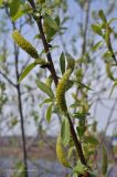 Salix lucida