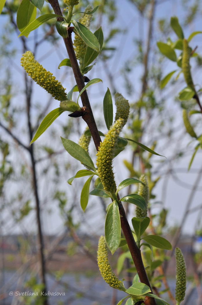 Image of Salix lucida specimen.