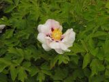 Paeonia suffruticosa