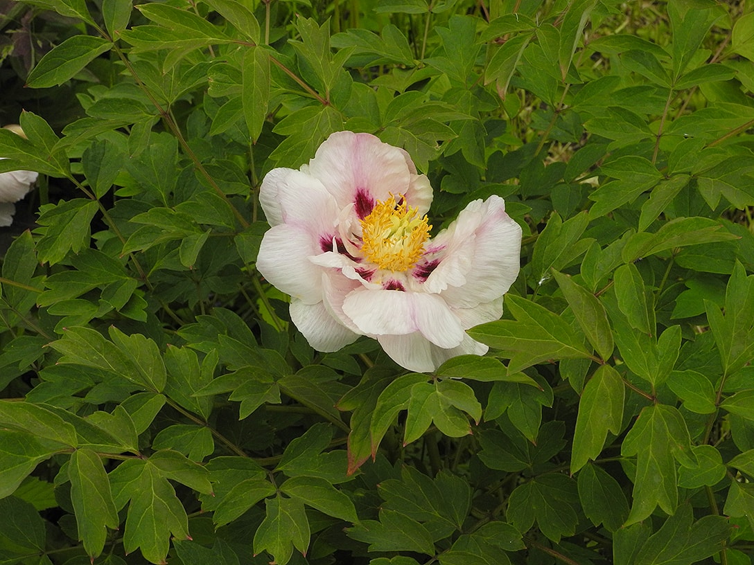 Изображение особи Paeonia suffruticosa.