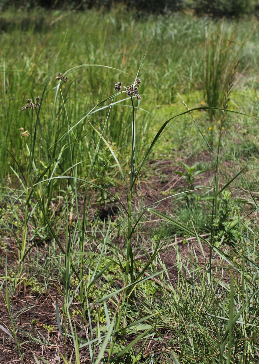 Image of genus Bolboschoenus specimen.