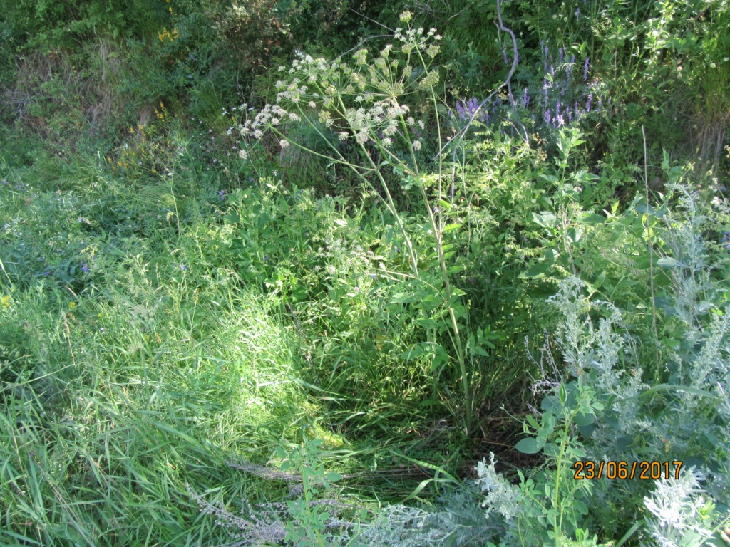 Изображение особи Stenotaenia macrocarpa.