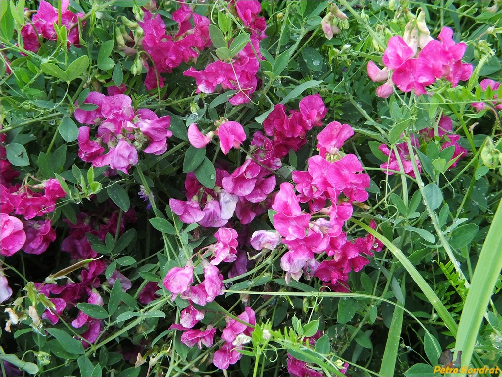 Image of Lathyrus tuberosus specimen.