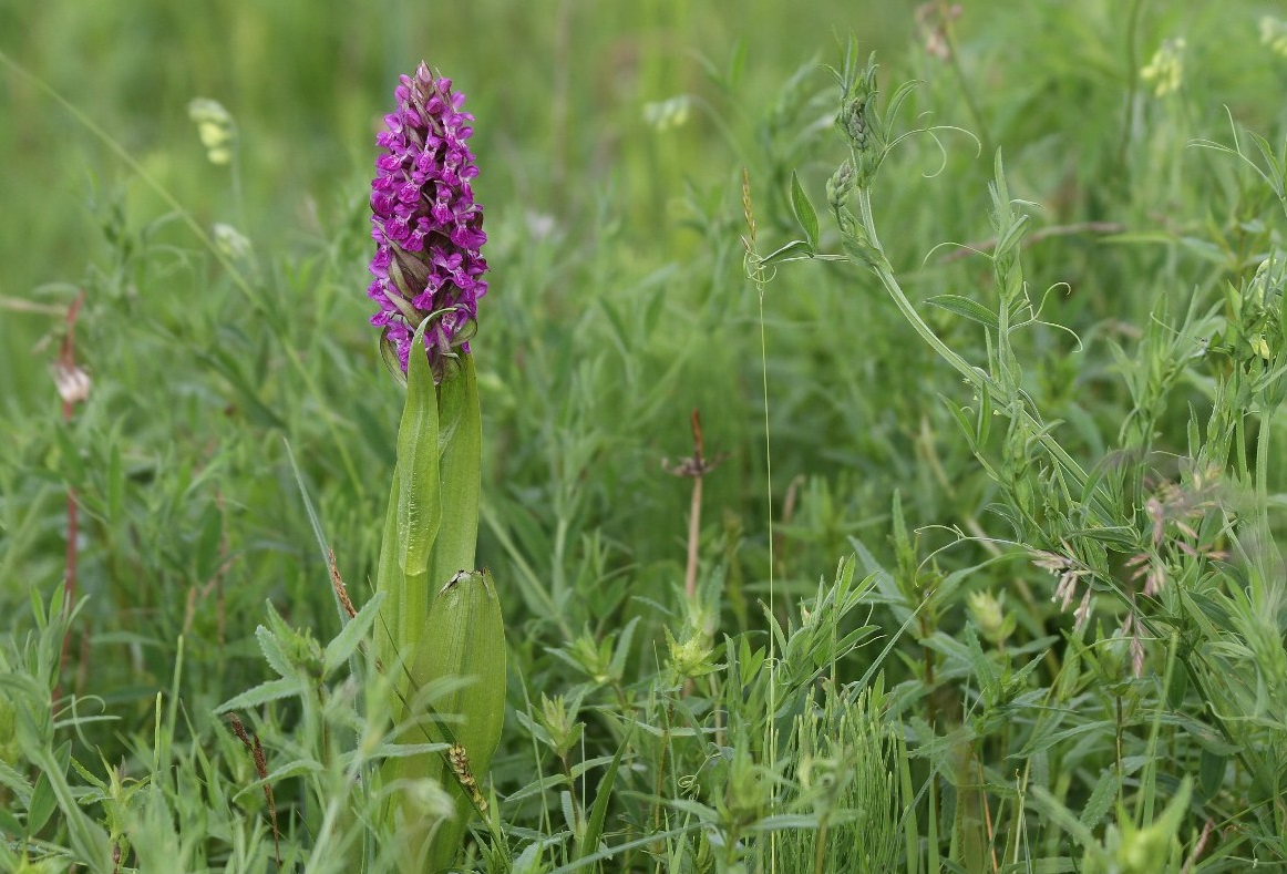 Image of Dactylorhiza incarnata specimen.