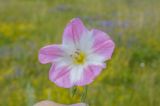 Convolvulus arvensis