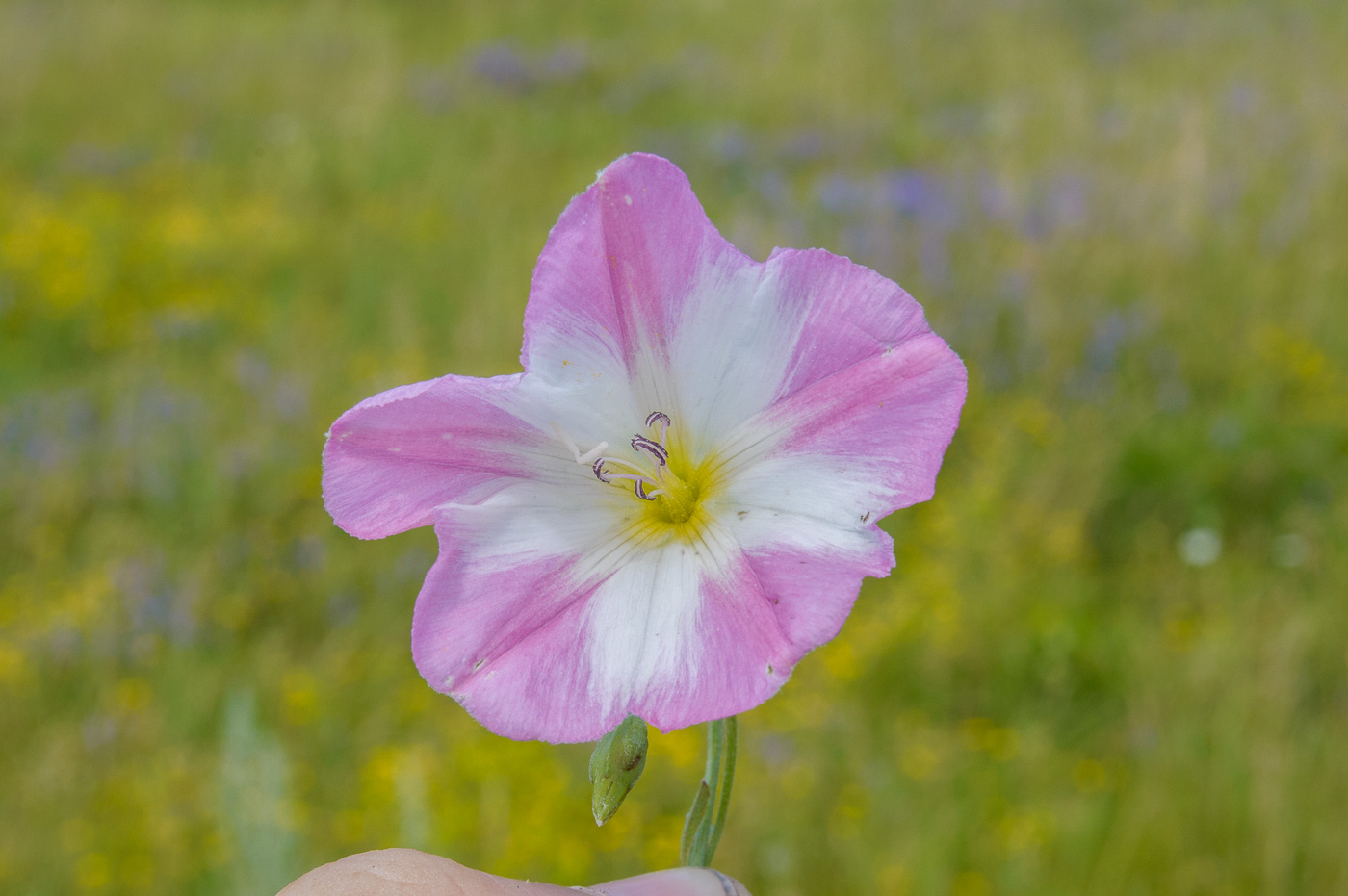 Изображение особи Convolvulus arvensis.