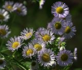 Erigeron подвид lilacinus