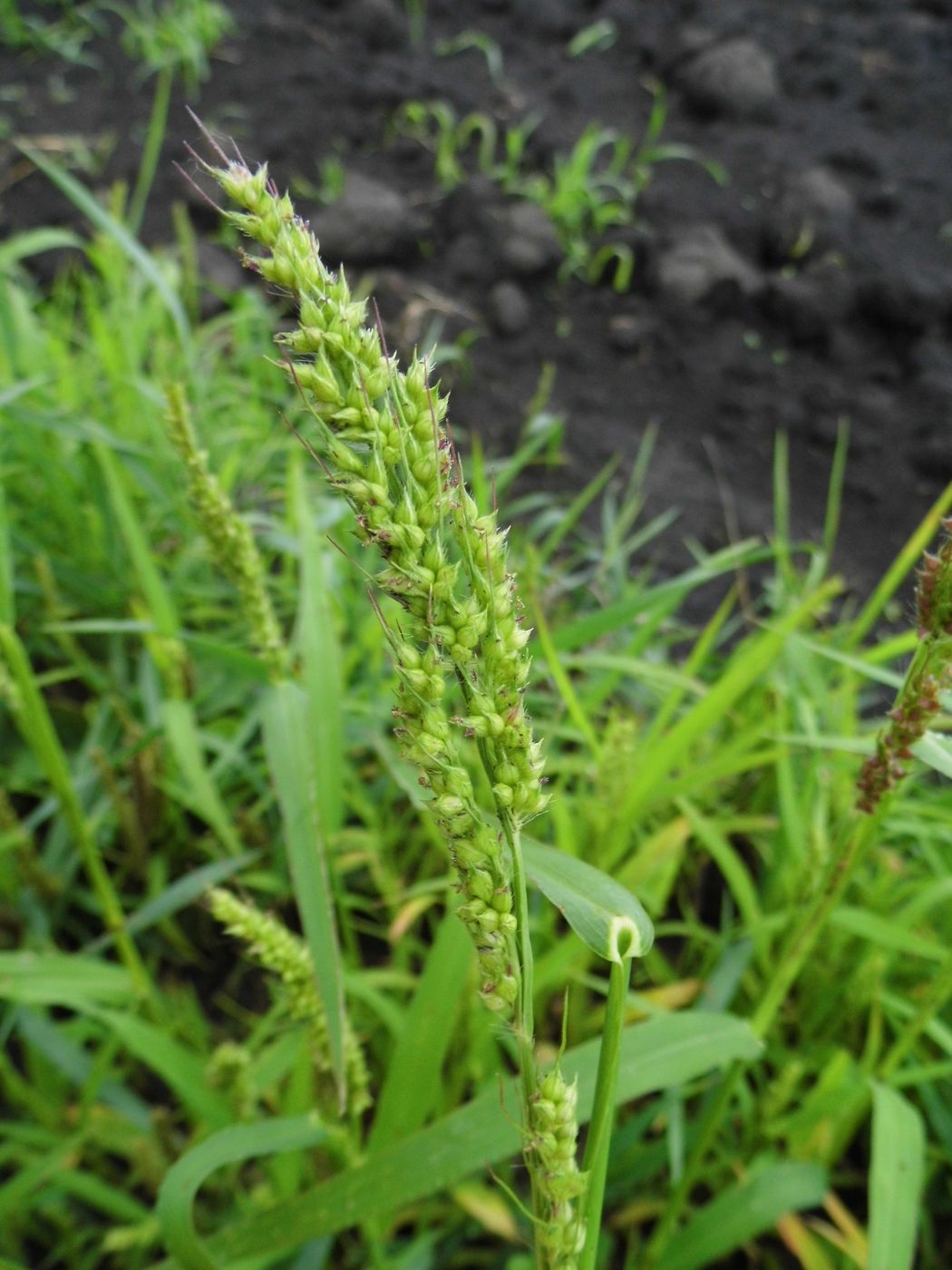 Изображение особи Echinochloa crus-galli.