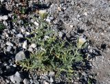 Cirsium turkestanicum. Цветущее растение. Таджикистан, Фанские горы, верховья р. Чапдара, ≈ 3000 м н.у.м., каменистый сухой склон. 30.07.2017.
