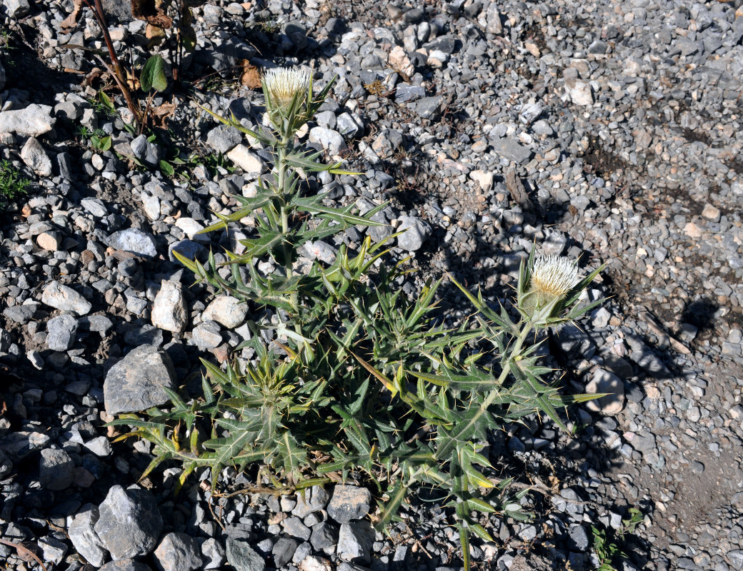 Изображение особи Cirsium turkestanicum.