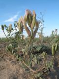 genus Astragalus