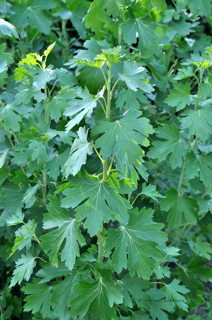 Image of Ribes aureum specimen.