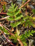 Potentilla supina подвид paradoxa. Лист. Магаданская обл., Ольский р-н, окр. пос. Армань, трасса Магадан-Армань вдоль побережья, 45 км, обочина второстепенной дороги. 16.07.2017.