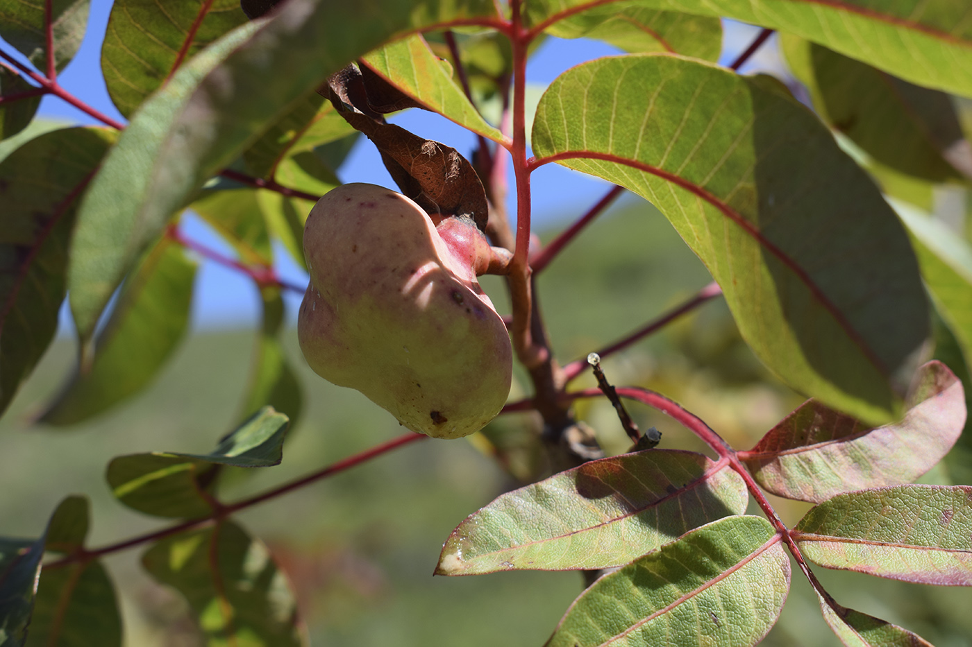 Изображение особи Pistacia terebinthus.