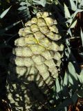 Encephalartos horridus