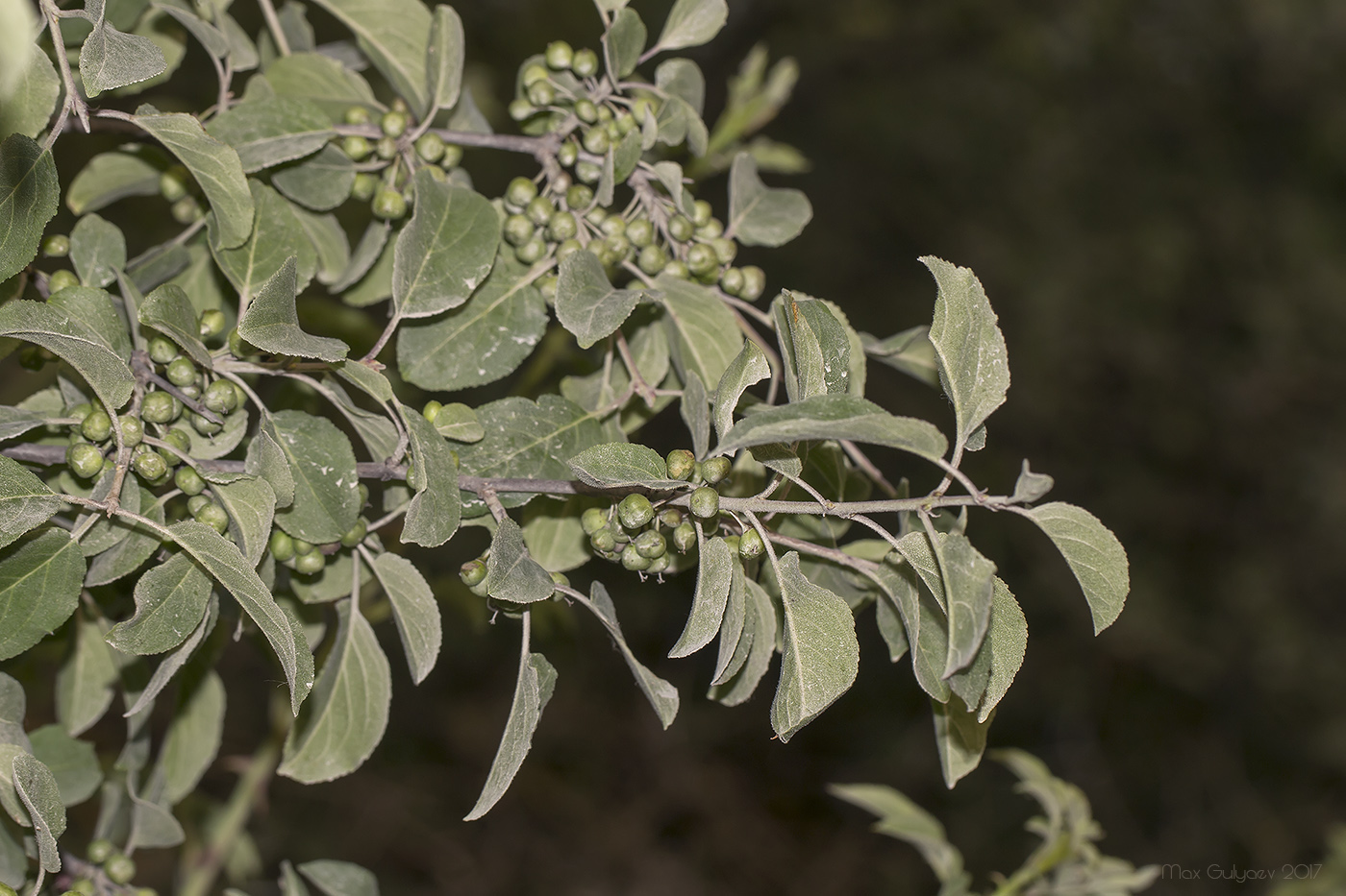 Image of Rhamnus cathartica specimen.