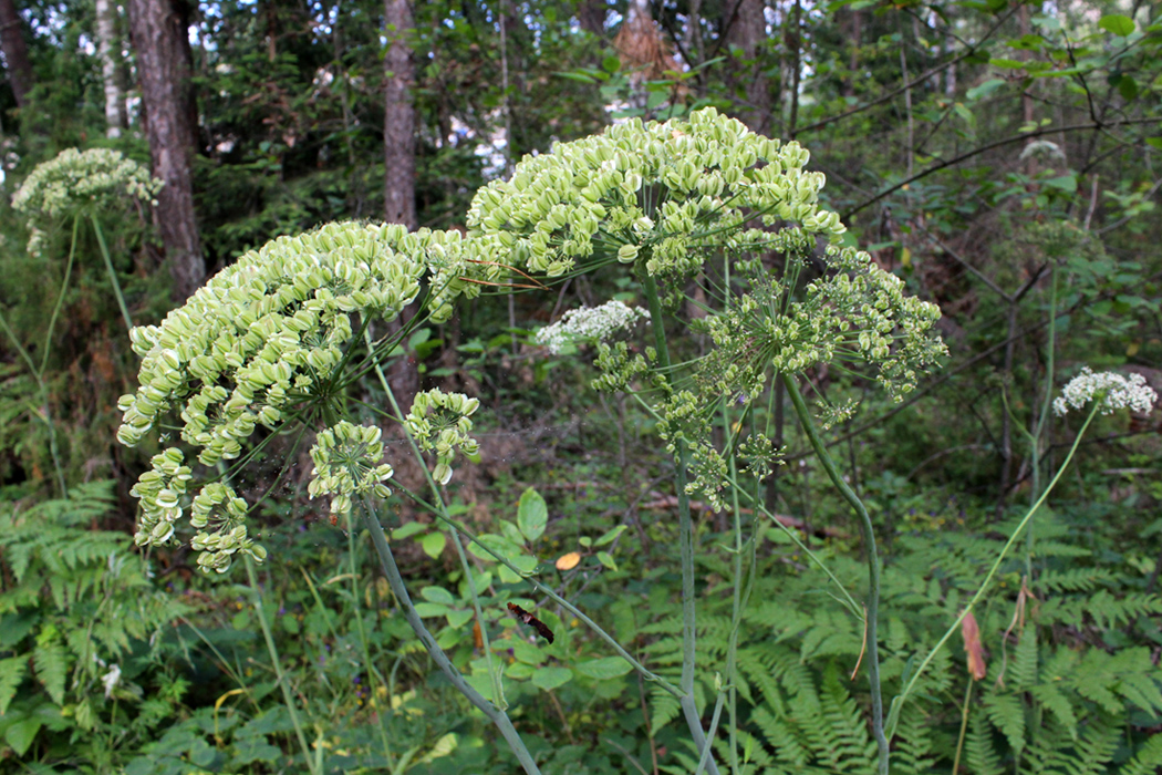 Изображение особи Laserpitium latifolium.