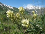 Oxytropis aulieatensis