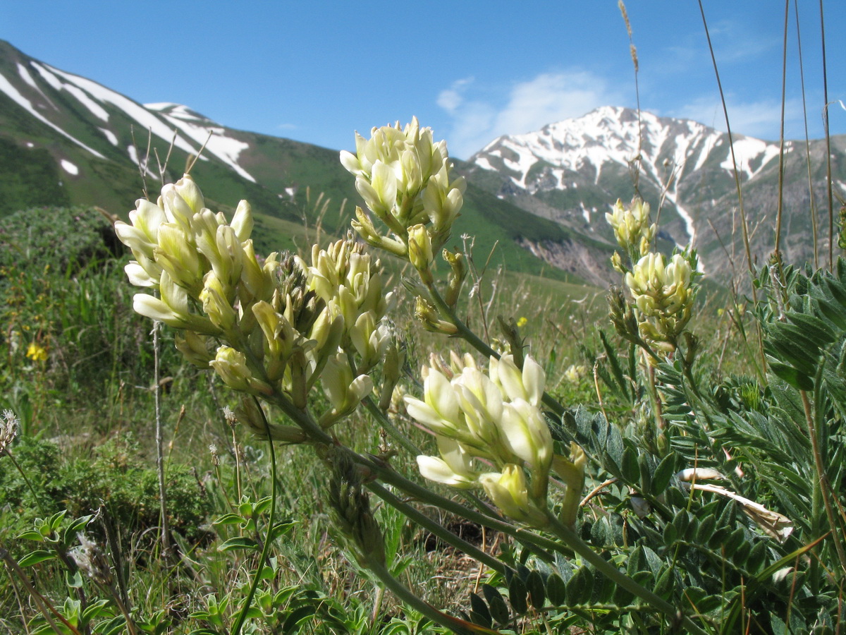 Изображение особи Oxytropis aulieatensis.