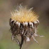 Carlina fennica. Сухое вызревшее соплодие; видны перистые хохолки семянок. Санкт-Петербург, Дудергофские высоты, опушка широколиственного леса. 03.05.2010.