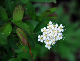 Spiraea flexuosa