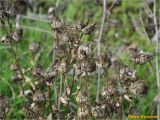 Grindelia squarrosa. Верхушки плодоносящих растений. Украина, г. Николаев, Заводский р-н, Намыв, берег р. Южный Буг, кустарниковые заросли. 20.12.2017.