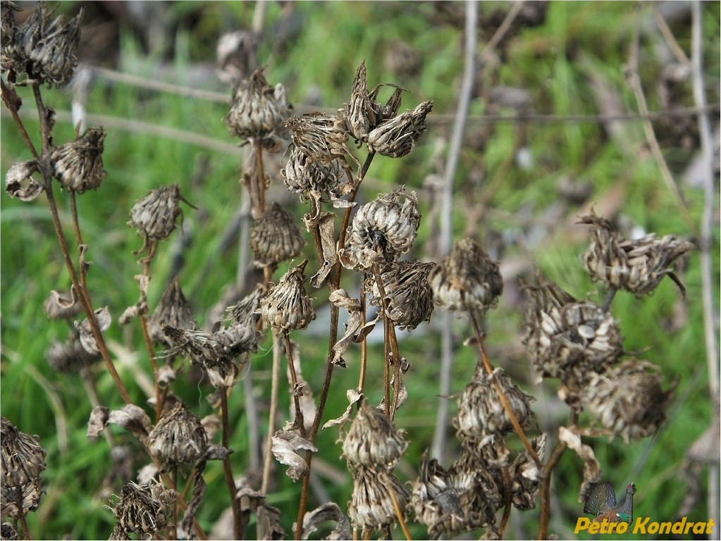 Image of Grindelia squarrosa specimen.