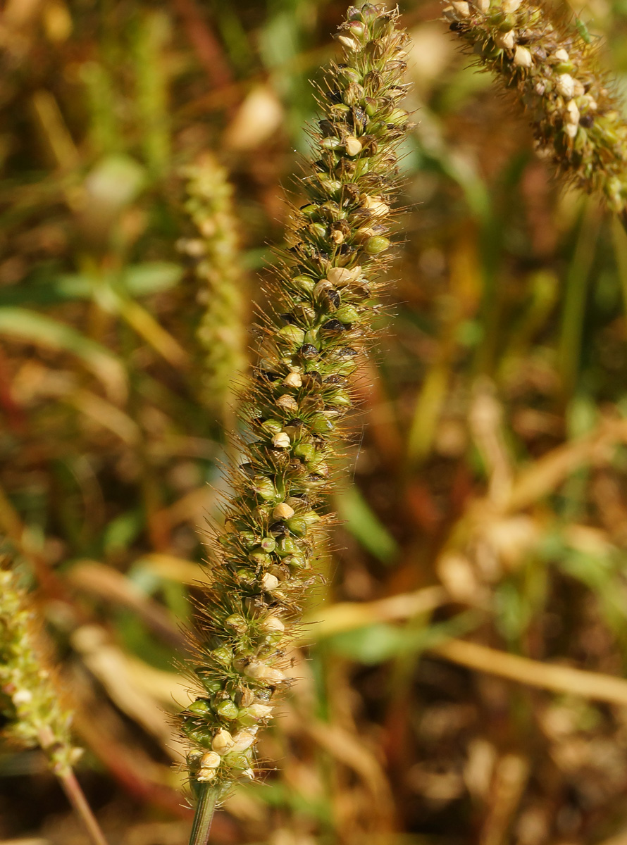 Image of Setaria pumila specimen.