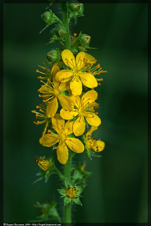 Изображение особи Agrimonia eupatoria.