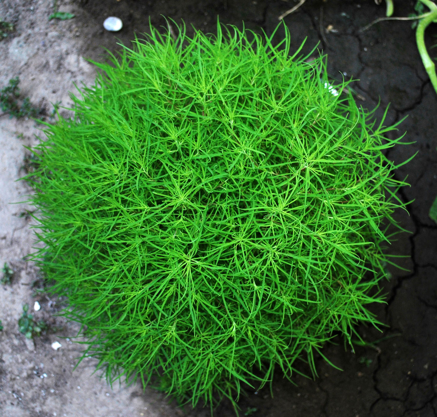 Image of Bassia scoparia f. trichophylla specimen.