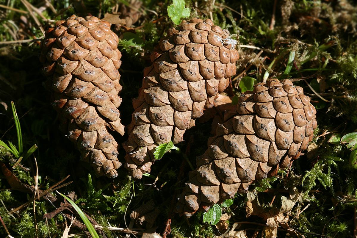 Изображение особи Pinus nigra.